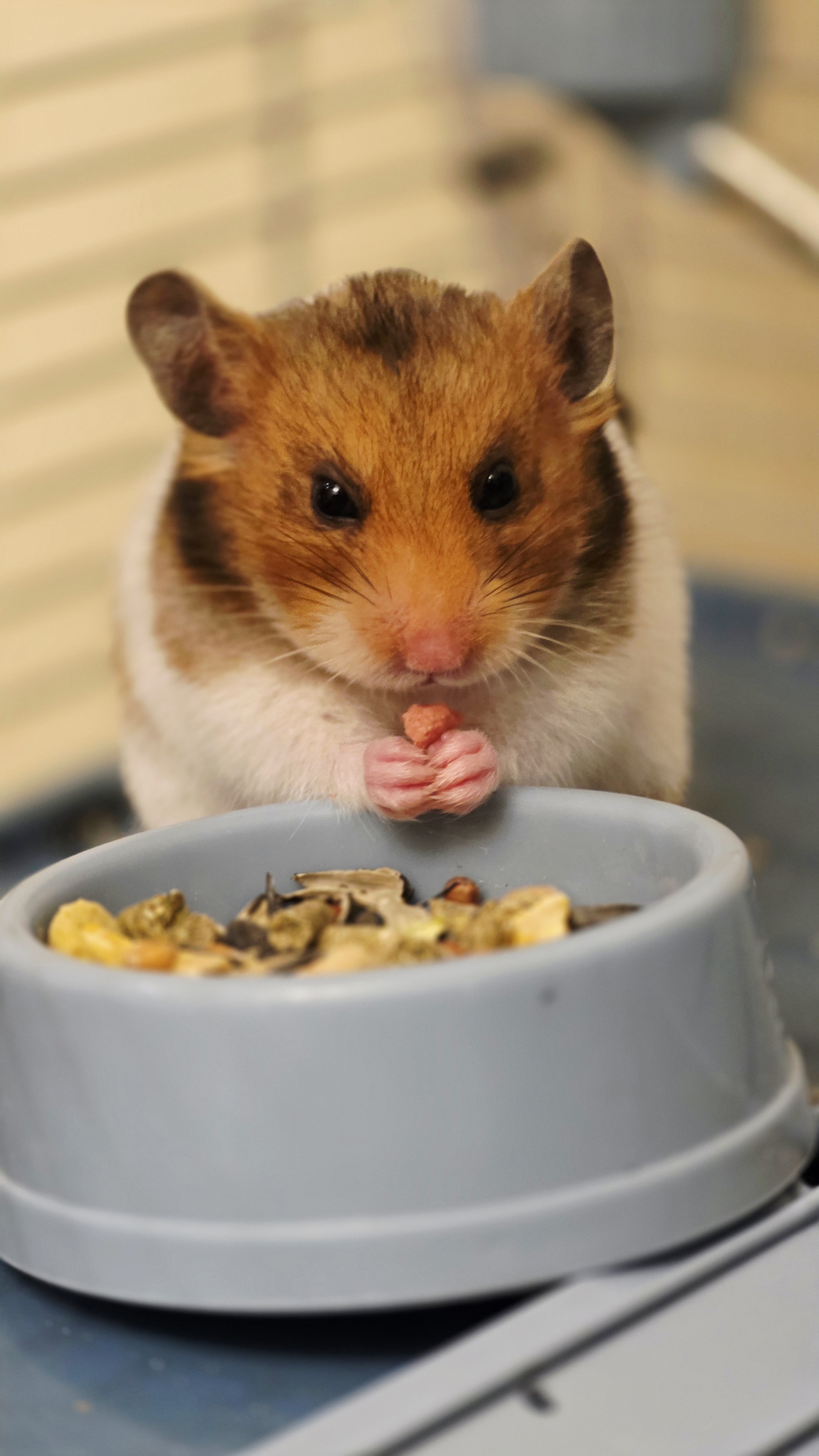 Milo the hamster